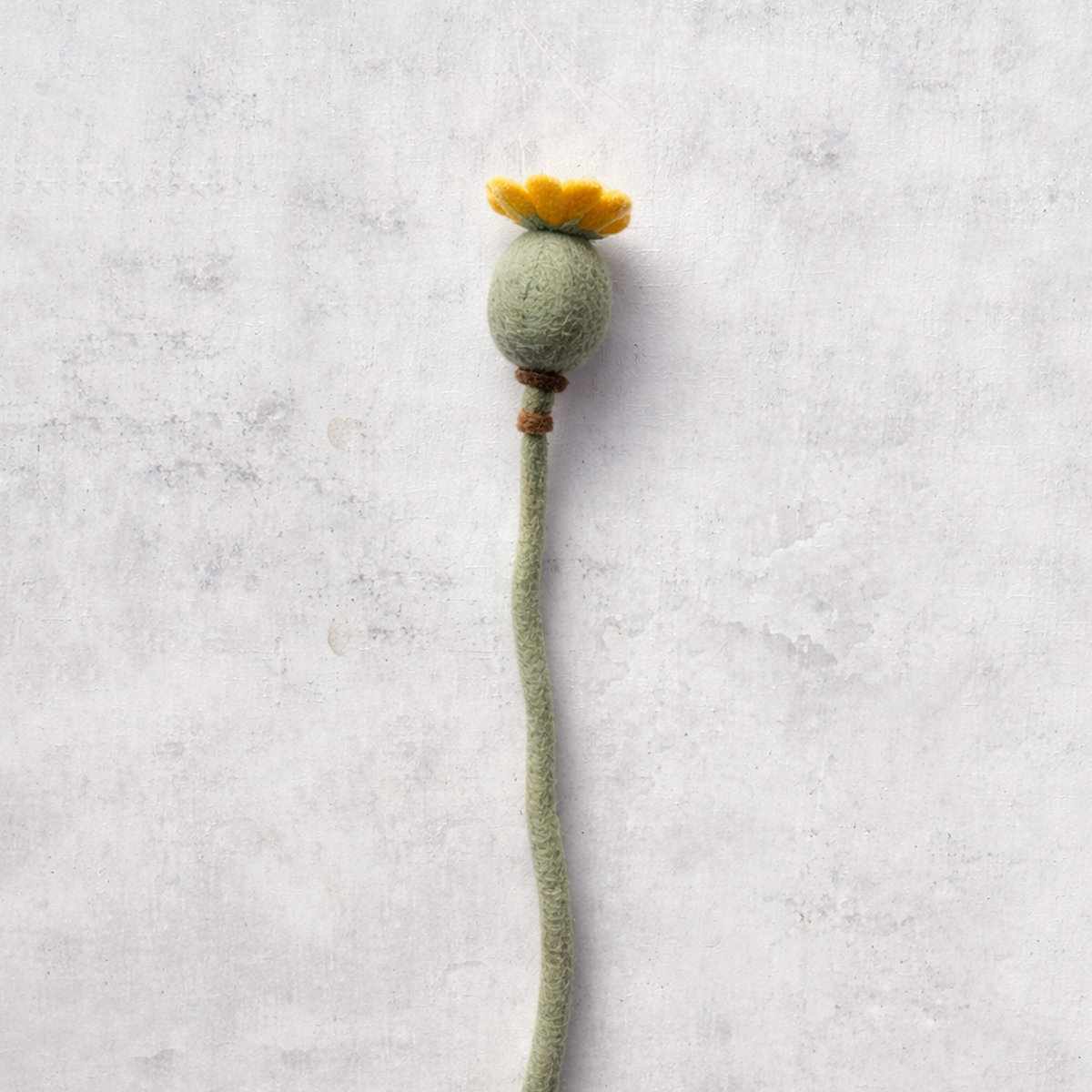 10B-POP-CLS_BETON Papaver closed - Afbeelding 4