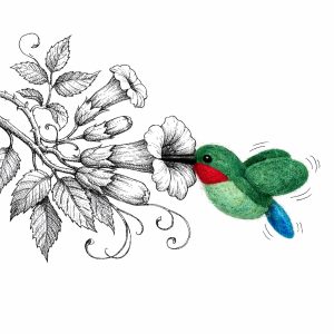 Bird kolibrie